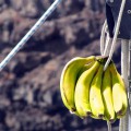 Bananen reifen am Mast