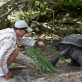 beim Schildkröten füttern auf Curieuse, Seychellen