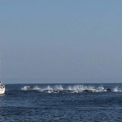viele Delfine direkt am Boot zwischen Ithaka und Kefalonia, HELMSail yachting