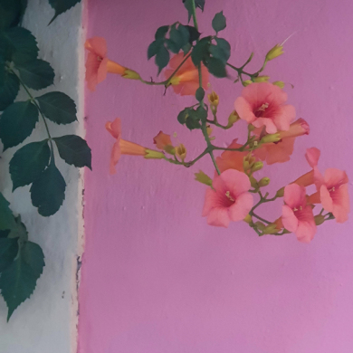 Blüten vor Hauswand, HELMSail yachting